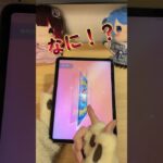 【ポケポケ】ゴッドパックか！？ #ポケモン #ポケカ